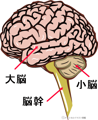 脳