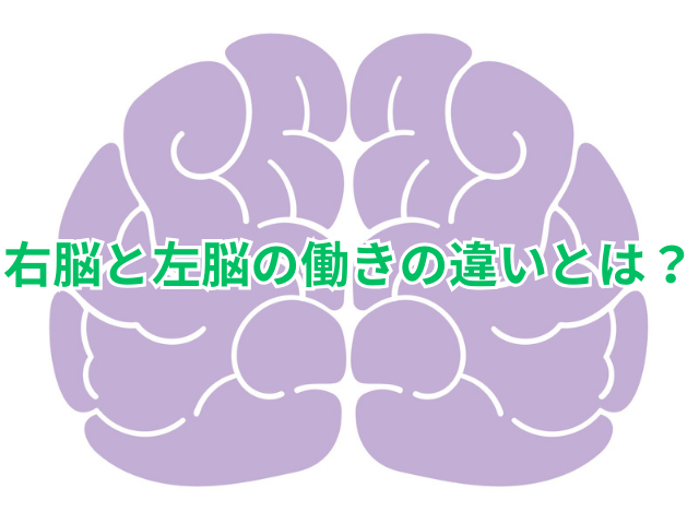 右脳と左脳の働きの違いとは？